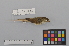 (Cettiidae - NSMT-DNA7530)  @14 [ ] Copyright (2014) I. Nishiumi National Museum of Nature and Science, Tokyo