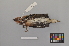  ( - NSMT-DNA7742)  @12 [ ] Copyright (2014) I. Nishiumi National Museum of Nature and Science, Tokyo