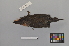  ( - NSMT-DNA7742)  @13 [ ] Copyright (2014) I. Nishiumi National Museum of Nature and Science, Tokyo