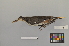  ( - NSMT-DNA7742)  @12 [ ] Copyright (2014) I. Nishiumi National Museum of Nature and Science, Tokyo