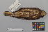  (Ninox - NSMT-DNA6457)  @14 [ ] Copyright (2014) I. Nishiumi National Museum of Nature and Science, Tokyo