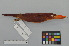  ( - NSMT-DNA6471)  @14 [ ] Copyright (2014) I. Nishiumi National Museum of Nature and Science, Tokyo