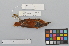 ( - NSMT-DNA6478)  @13 [ ] Copyright (2014) I. Nishiumi National Museum of Nature and Science, Tokyo