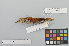  ( - NSMT-DNA6478)  @13 [ ] Copyright (2014) I. Nishiumi National Museum of Nature and Science, Tokyo