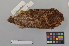  (Otus - NSMT-DNA7483)  @14 [ ] Copyright (2014) I. Nishiumi National Museum of Nature and Science, Tokyo