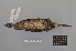  ( - NSMT-DNA7486)  @13 [ ] Copyright (2014) I. Nishiumi National Museum of Nature and Science, Tokyo