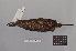  ( - NSMT-DNA7486)  @13 [ ] Copyright (2014) I. Nishiumi National Museum of Nature and Science, Tokyo