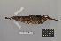  ( - NSMT-DNA7486)  @13 [ ] Copyright (2014) I. Nishiumi National Museum of Nature and Science, Tokyo