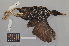  (Gallirallus - NSMT-DNA7495)  @14 [ ] Copyright (2014) I. Nishiumi National Museum of Nature and Science, Tokyo