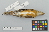  ( - NSMT-DNA7497)  @13 [ ] Copyright (2014) I. Nishiumi National Museum of Nature and Science, Tokyo