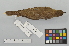  ( - NSMT-DNA7497)  @13 [ ] Copyright (2014) I. Nishiumi National Museum of Nature and Science, Tokyo