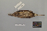  ( - NSMT-DNA8439)  @13 [ ] Copyright (2014) I. Nishiumi National Museum of Nature and Science, Tokyo