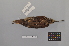  ( - NSMT-DNA8439)  @13 [ ] Copyright (2014) I. Nishiumi National Museum of Nature and Science, Tokyo