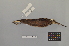  ( - NSMT-DNA8439)  @13 [ ] Copyright (2014) I. Nishiumi National Museum of Nature and Science, Tokyo