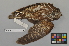  (Ninox - NSMT-DNA8453)  @14 [ ] Copyright (2014) I. Nishiumi National Museum of Nature and Science, Tokyo