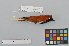  ( - NSMT-DNA7616)  @13 [ ] Copyright (2014) I. Nishiumi National Museum of Nature and Science, Tokyo