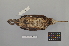 ( - NSMT-DNA7632)  @13 [ ] Copyright (2014) I. Nishiumi National Museum of Nature and Science, Tokyo