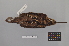  ( - NSMT-DNA7632)  @13 [ ] Copyright (2014) I. Nishiumi National Museum of Nature and Science, Tokyo