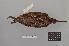  ( - NSMT-DNA7641)  @13 [ ] Copyright (2014) I. Nishiumi National Museum of Nature and Science, Tokyo