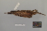  ( - NSMT-DNA7641)  @13 [ ] Copyright (2014) I. Nishiumi National Museum of Nature and Science, Tokyo
