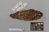  (Otus elegans - NSMT-DNA8701)  @13 [ ] Copyright (2014) I. Nishiumi National Museum of Nature and Science, Tokyo