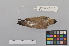 ( - NSMT-DNA8765)  @13 [ ] Copyright (2014) I. Nishiumi National Museum of Nature and Science, Tokyo