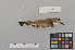  ( - NSMT-DNA8765)  @12 [ ] Copyright (2014) I. Nishiumi National Museum of Nature and Science, Tokyo