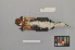  ( - NSMT-DNA8766)  @13 [ ] Copyright (2014) I. Nishiumi National Museum of Nature and Science, Tokyo