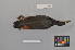  ( - NSMT-DNA8766)  @13 [ ] Copyright (2014) I. Nishiumi National Museum of Nature and Science, Tokyo