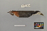  ( - NSMT-DNA8766)  @13 [ ] Copyright (2014) I. Nishiumi National Museum of Nature and Science, Tokyo