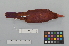 ( - NSMT-DNA8767)  @14 [ ] Copyright (2014) I. Nishiumi National Museum of Nature and Science, Tokyo