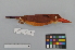  ( - NSMT-DNA8845)  @13 [ ] Copyright (2014) I. Nishiumi National Museum of Nature and Science, Tokyo