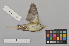  ( - NSMT-DNA8869)  @13 [ ] Copyright (2014) I. Nishiumi National Museum of Nature and Science, Tokyo