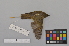  ( - NSMT-DNA8869)  @13 [ ] Copyright (2014) I. Nishiumi National Museum of Nature and Science, Tokyo