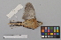  ( - NSMT-DNA8871)  @11 [ ] Copyright (2014) I. Nishiumi National Museum of Nature and Science, Tokyo