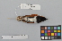  ( - NSMT-DNA8883)  @13 [ ] Copyright (2014) I. Nishiumi National Museum of Nature and Science, Tokyo