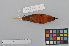  ( - NSMT-DNA8883)  @13 [ ] Copyright (2014) I. Nishiumi National Museum of Nature and Science, Tokyo