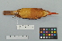  ( - NSMT-DNA8887)  @14 [ ] Copyright (2014) I. Nishiumi National Museum of Nature and Science, Tokyo