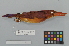  ( - NSMT-DNA8890)  @14 [ ] Copyright (2014) I. Nishiumi National Museum of Nature and Science, Tokyo
