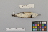 ( - NSMT-DNA8902)  @13 [ ] Copyright (2014) I. Nishiumi National Museum of Nature and Science, Tokyo