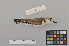  ( - NSMT-DNA8902)  @13 [ ] Copyright (2014) I. Nishiumi National Museum of Nature and Science, Tokyo