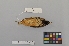 ( - NSMT-DNA9454)  @12 [ ] Copyright (2014) I. Nishiumi National Museum of Nature and Science, Tokyo