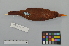  ( - NSMT-DNA9452)  @13 [ ] Copyright (2014) I. Nishiumi National Museum of Nature and Science, Tokyo