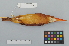  ( - NSMT-DNA40049)  @13 [ ] Copyright (2014) I. Nishiumi National Museum of Nature and Science, Tokyo