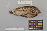 ( - NSMT-DNA50050)  @13 [ ] Copyright (2014) I. Nishiumi National Museum of Nature and Science, Tokyo