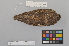  ( - NSMT-DNA50050)  @13 [ ] Copyright (2014) I. Nishiumi National Museum of Nature and Science, Tokyo