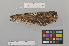  ( - NSMT-DNA50050)  @13 [ ] Copyright (2014) I. Nishiumi National Museum of Nature and Science, Tokyo