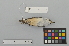  ( - NSMT-DNA50386)  @13 [ ] Copyright (2014) I. Nishiumi National Museum of Nature and Science, Tokyo