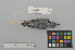  ( - NSMT-DNA50386)  @13 [ ] Copyright (2014) I. Nishiumi National Museum of Nature and Science, Tokyo