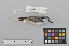  ( - NSMT-DNA50386)  @13 [ ] Copyright (2014) I. Nishiumi National Museum of Nature and Science, Tokyo